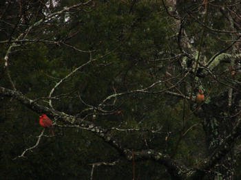 Cardinals in the cypress