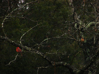 Cardinals in the cypress