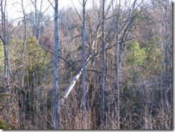 fallen_tree