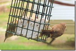 CarolinaWren_Pair