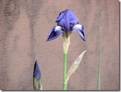 iris1