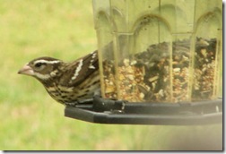 RoseBreastedGrosbeak2