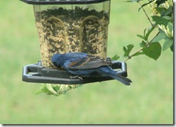 bluegrosbeak4