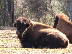 Bison