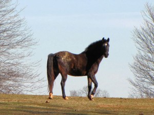 Horse posing