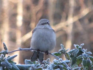 mockingbird-frosty