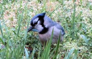 Blue Jay