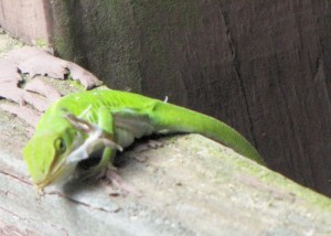 anole