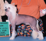 Lance-a hairless Chinese Crested