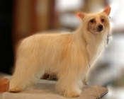Payne-a powderpuff Chinese Crested