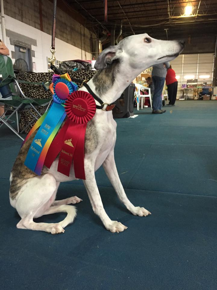 Rose with her ribbons