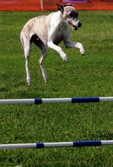 Good Whippet Blogspot