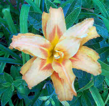 peach ruffle