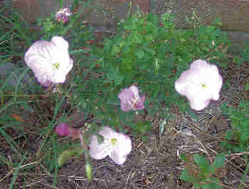 pinks